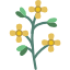 mustard oil