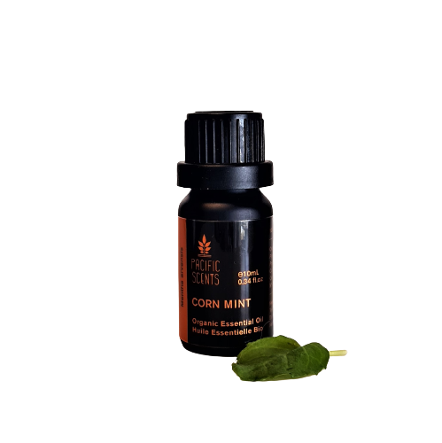 Mint (CornMint) essential oil – Organic