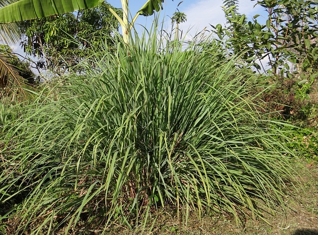 Read more about the article Java Citronella Essential Oil vs. Lemongrass Essential Oil