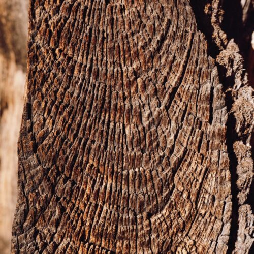 Woody