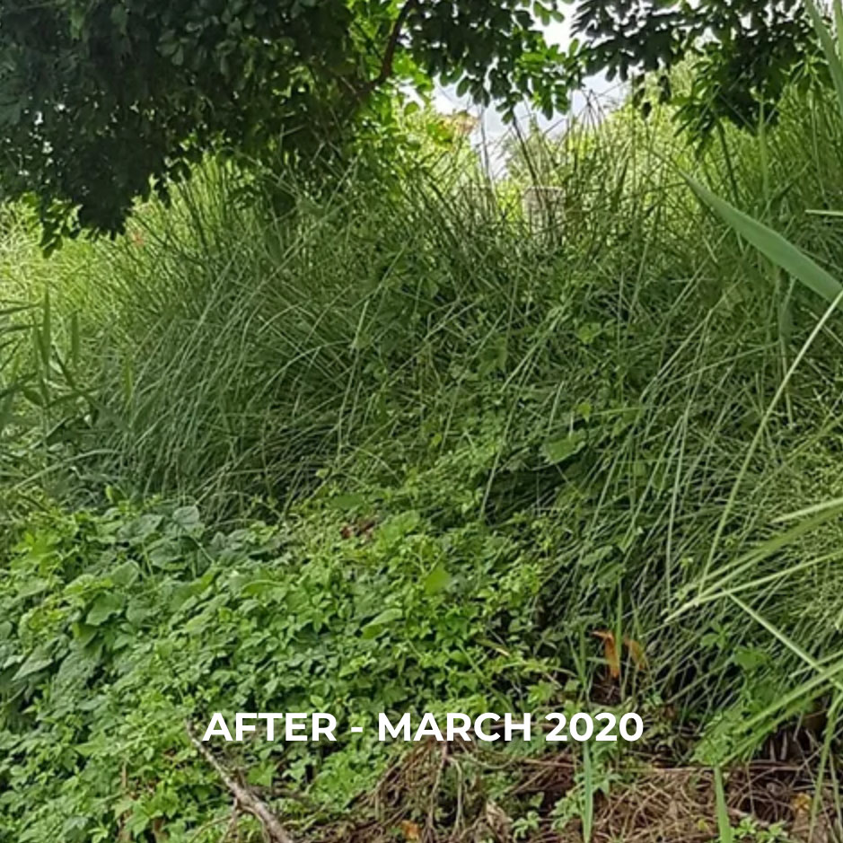 riverbank-stabilisation-after
